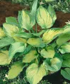 Pflanzen für Dich Staude Hosta fortunei Sharmon, 1 St., Funkie