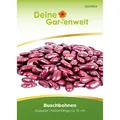 Kidneybohne Augusta Samen - Phaseolus vulgaris - Kidneybohnensamen - Bohnensamen - Gemüsesamen - Saatgut