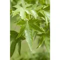 Liquidambar Styraciflua Amberbaum 150–175 cm