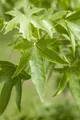 Pflanzen für Dich Baum Liquidambar styraciflua, 1 St., Amberbaum, Amerikanischer Amberbaum, Seesternbaum, herbstfärbung, sternförmige blätter