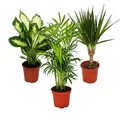 Exotenherz -Zimmerpflanzen-Set Dieffenbachia Chamaedorrea elegans- Dracaena marginata 3 Pflanzen pflegeleicht luftreinigend 12cm Topf