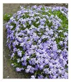 Blauer Teppich-Phlox, 3 Pflanzen