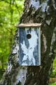 Design Nistkasten Birke mit Rindenoptik Wildvögel Meisenkasten Vogelhaus Holz