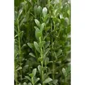 Ilex crenata 'Fastigiata' 125-150 cm