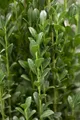 Ilex crenata 'Fastigiata', Japanische Stechpalme, 125–150 cm