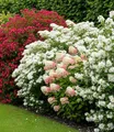 BALDUR Garten 4x Duftende Blütenhecke, Pflanzen im Topf, duftende Blütenpracht für viele Monate, blühende Vielfalt, winterhart & pflegeleicht, dekorativer Blickfang im Garten