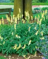 Pflanzen für Dich Staude Digitalis grandiflora, 1 St., Großblütiger Fingerhut, Gelber Fingerhut