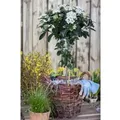 Viburnum Tinus Lorbeer-Schneeball Immergrün 80–100 cm