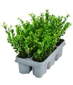 Dehner Japanischer Ilex Jenny, Stechpalme, 6 Stück, immergrün, ca. 10-15 cm, Laubstrauch