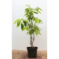 Calycanthus Floridus Gewürzstrauch Aromatisch 40–60 cm