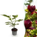 Gartenpflanze Magnolia Genie Blüte Lila ⌀12cm ↕30cm
