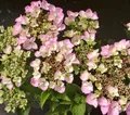 Dehner Teller-Hortensie, üppige rosa Blüten, ca. 30-40 cm, 21 cm Topf, Zierstrauch