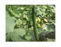 5x Flügelgurke Luffa acutangula Thai Gemüse Pflanzen - Samen A239