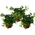Exotenherz Hedera Helix 3er Set Efeu Grünlaubig 9cm Topf