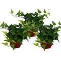 Hedera helix, 3er Set, Efeu, grünlaubig 9cm Topf