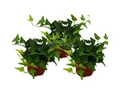 Exotenherz Zimmerpflanze 3er Set Hedera helix grünlaubig 9cm Topf