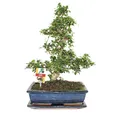 Exotenherz Zimmerpflanze Bonsai Fukientee - Carmona microphylla - ca. 12-15 Jahre