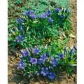 Gentiana Septemfida Var.lagodechiana Siebenfacher Enzian Ca. 9x9 cm Topf