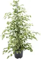 Meergroothandel Ficus Benjamina Dämmerung - 95 cm, Ø 21 cm