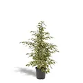 La Green Touch - Ficus benjamina Twilight Höhe 95 cm – Zimmerpflanze – Topf 21 cm, Höhe 95 cm