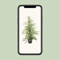 Ficus benjamina Twilight - dekorative Zimmerpflanze Ø21cm, Höhe 95cm - Pflegelei