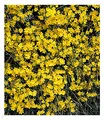 BALDUR Garten 1x Echter Winter-Jasmin, Pflanze im 2 Liter-Topf, Jasminum nudiflorum, winterhart, mehrjährig, pflegeleicht, blühend, Zierstrauch, duftender Blütenflor, Winterblüher