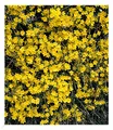 Echter Winter-Jasmin, 1 Pflanze, Jasminum nudiflorum