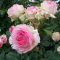 Strauchrose „Eden Rose®“ - Hellrosa blühende Topfrose im 6 L Topf - frisch aus d