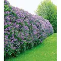 BALDUR Garten 1x Flieder-Hecke, Pflanze im 9x9 cm-Topf, Edelflieder, Fliedertraum, Blüten-Hecke, Sichtschutz, Syringa vulgaris, winterhart & anspr...