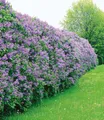 BALDUR Garten Flieder-Hecke, 1 Pflanze, Edelflieder Fliedertraum Blüten-Hecke, Sichtschutz, Syringa vulgaris, winterhart & anspruchslos, Schnittblume, blühend