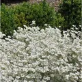 Niedriges Hornkraut - Cerastium tomentosum