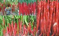 Stk - 25x Riesen Chili Capsicum a. Rarität Gemüse Pflanzen - Samen A27 - Seeds & Plants Shop by Ipsa