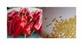 45x Bio Spanische Spitz Paprika Reich an Vitamin C. Gemüse Pflanzen - Samen A67