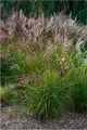 Stauden Gänge 1 x Miscanthus sinensis 'China' im 1 Liter Topf - Rotes Chinaschilf - Struktur und Größe, die beeindrucken - Winterhart - Mehrjährig