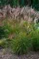 1 x Miscanthus sinensis ‚China‘ Ziergras/Gräser/Stauden/winterhart Chinaschilf