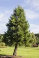 Sequoiadendron giganteum, Riesenmammutbaum, 150–175 cm