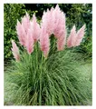 Rosa Pampasgras, 1 Pflanze Cortaderia