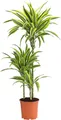 Dehner Drachenbaum Lemon Lime, dreitriebig, ca. 110-120 cm, Ø Topf 21 cm, Zimmerpflanze