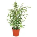 Exotenherz Ficus Benjamini Twilight Birkenfeige 14cm
