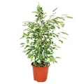 Exotenherz - Ficus benjamini "Twilight", Birkenfeige 14cm