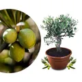 Meine Orangerie Olivenbaum Bonsai - echtes Olivenbäumchen - Olea Europaea - Olive Tree - altes Olivenstämmchen in der Schale - Bonsai Olive mit kurzem Stamm - Olivenbaum echt