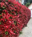 BALDUR Garten 10x immergrüne Photinia-Hecke 'Red Robin', Pflanzen im 9x9 cm-Topf, Glanzmispel winterhart, blühend, Photinia fraseri 'Red Robin', Photinia fraseri, schnellwachsend