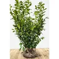 Prunus,aurocerasus 'Novita' 120-140 cm