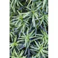 Taxus Baccata Fastigiata Aureomarginata Gelbbunter Eibenbaum 30–40 cm
