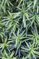 Taxus baccata 'Fastigiata Aureomarginata', Gelbbunter Eibenbaum, 30–40 cm
