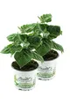 2er Set Andenbeere (Physalis peruviana), frische Kapstachelbeere Pflanze
