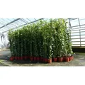 8 Stück Efeu Pflanze Hedera helix 180 - 200 cm Pyramide Säule winterhart Kletterpflanze Hecke Sichtschutz blickdicht