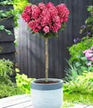 BALDUR Garten Zierstrauch Hortensien-Stämmchen 'Bloody Marie®', 1 St., Schmetterlingsmagnet, winterhart, mehrjährig, lange Blütezeit