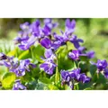 Viola odorata 'Königin Charlotte' - Garten-Duft-Veilchen 'Königin Charlotte' - 9cm Topf