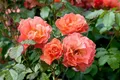 Pflanzen für Dich Rose Rosa Westerland